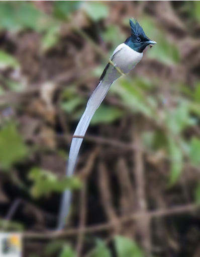 पक्षीनिरीक्षण: Asian Flycatcher: स्वर्गीय नर्तक पक्षी 