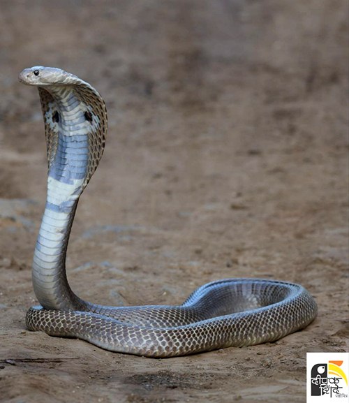 नाग- Cobra