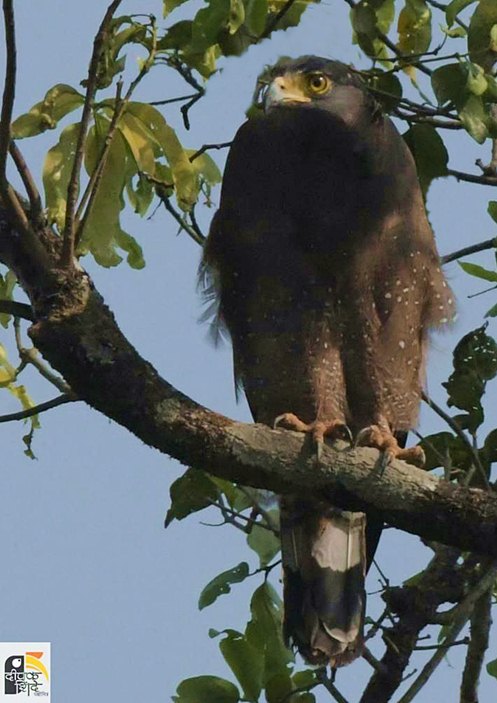 पन्नगाद गरुड : Crested serpent eagle