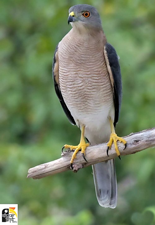 पक्षीनिरीक्षण: सह्याद्रीमधला शिक्रा पक्षी | Shikra Bird Sahyadri 