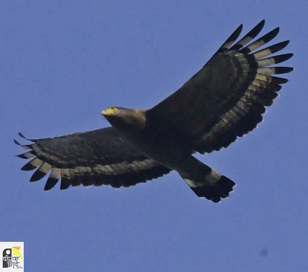 पन्नगाद गरुडाची गरुडभरारी | Crested-serpent-eagle